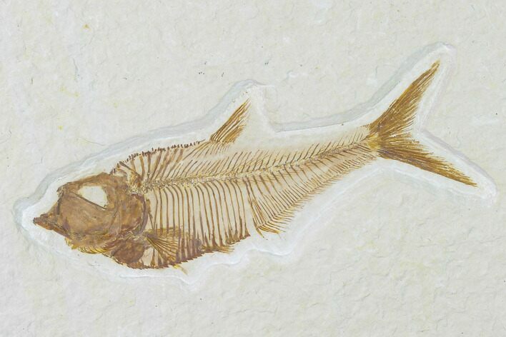 Fossil Fish (Diplomystus) - Green River Formation #137976